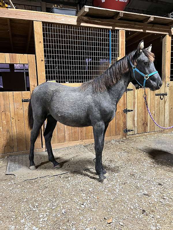 grey-racking-rocky-mountain-filly