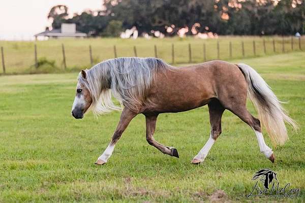 blaze-three-high-socks-horse