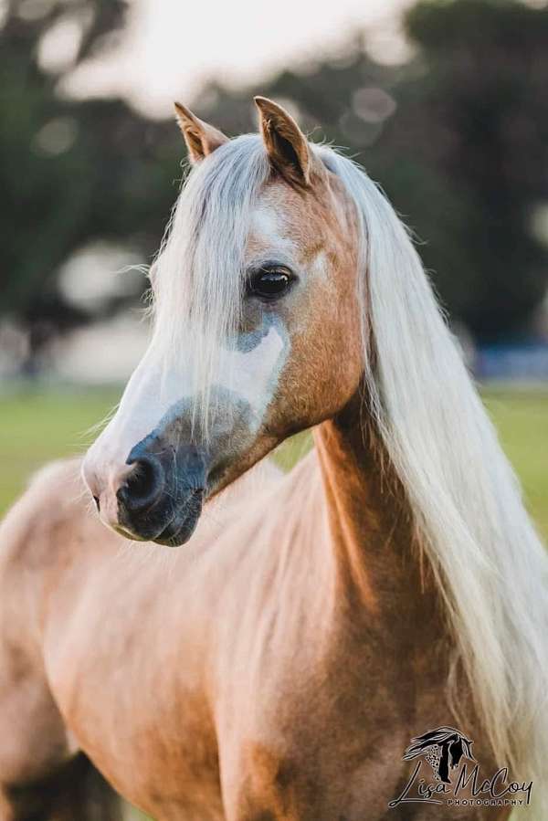 palomino-blaze-three-high-socks-horse