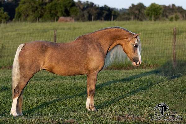 balanced-welsh-pony