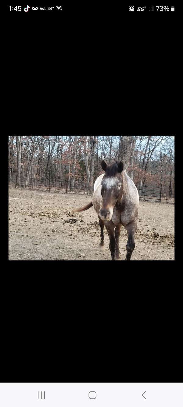 appaloosa-gelding