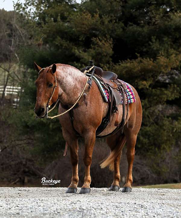 yout-draft-horse