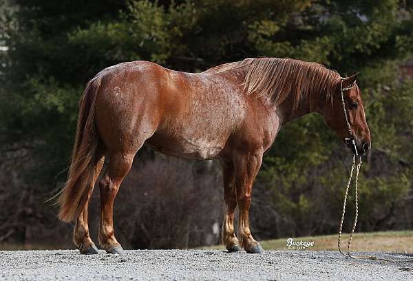 athletic-draft-horse