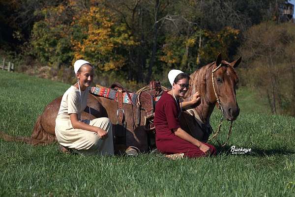 red-roan-yout-horse