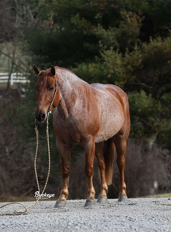 beginner-draft-horse