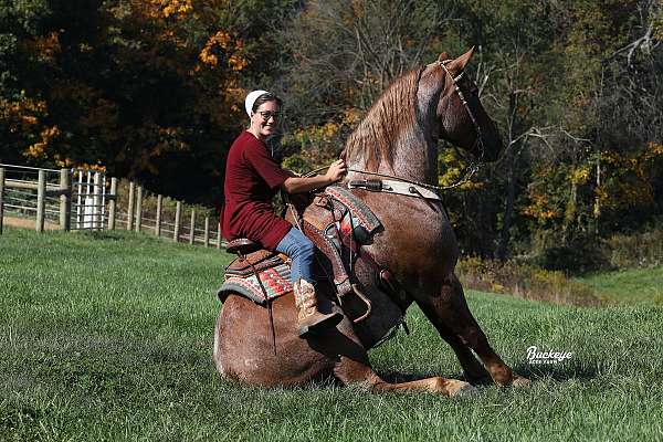 all-around-draft-horse