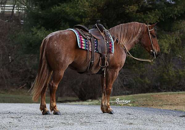 cross-draft-horse