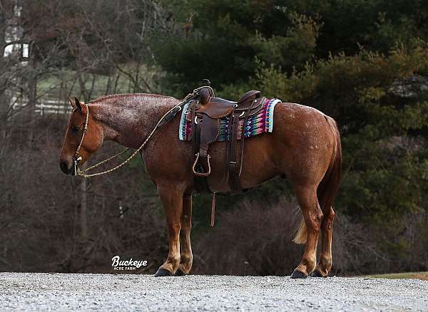 draft-horse