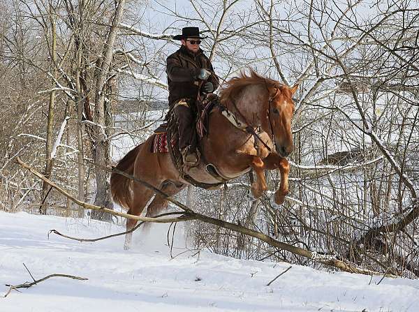 flashy-draft-horse