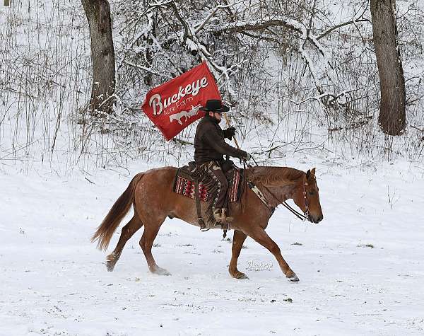 harness-draft-horse