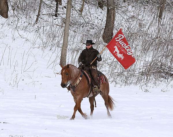 husband-safe-draft-horse