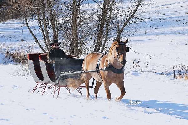 jumping-draft-horse