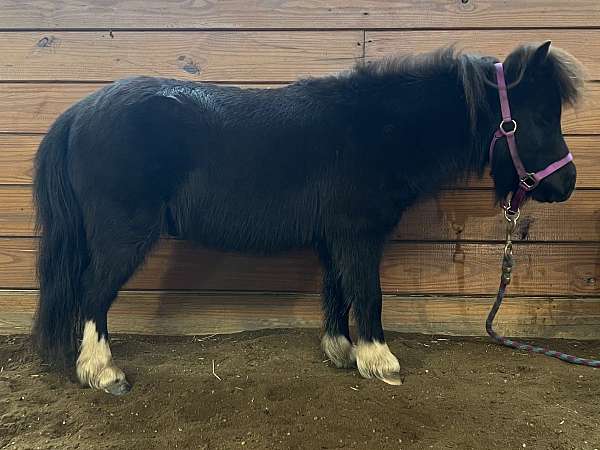 black-companion-kid-safe-horse