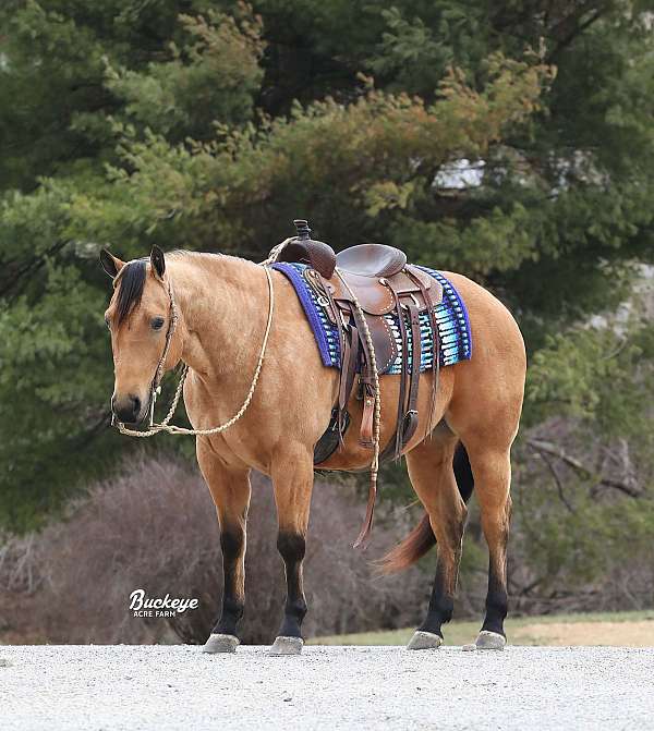 all-around-quarter-horse