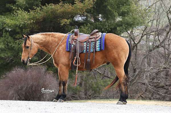 beginner-quarter-horse