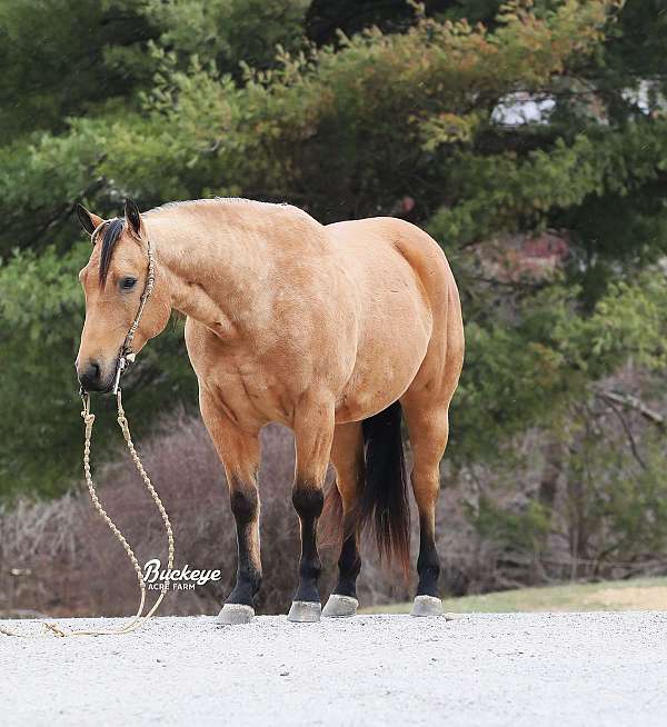 finished-quarter-horse