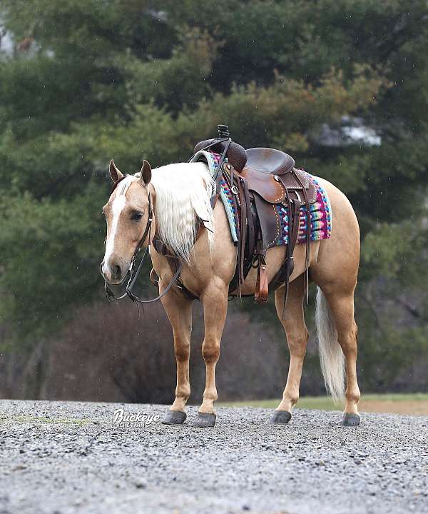 white-blaze-pony