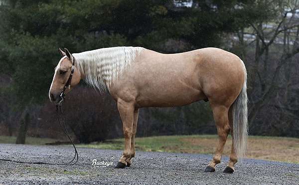 palomino-white-blaze-pony