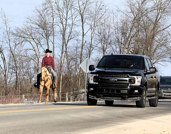 husband-safe-quarter-pony