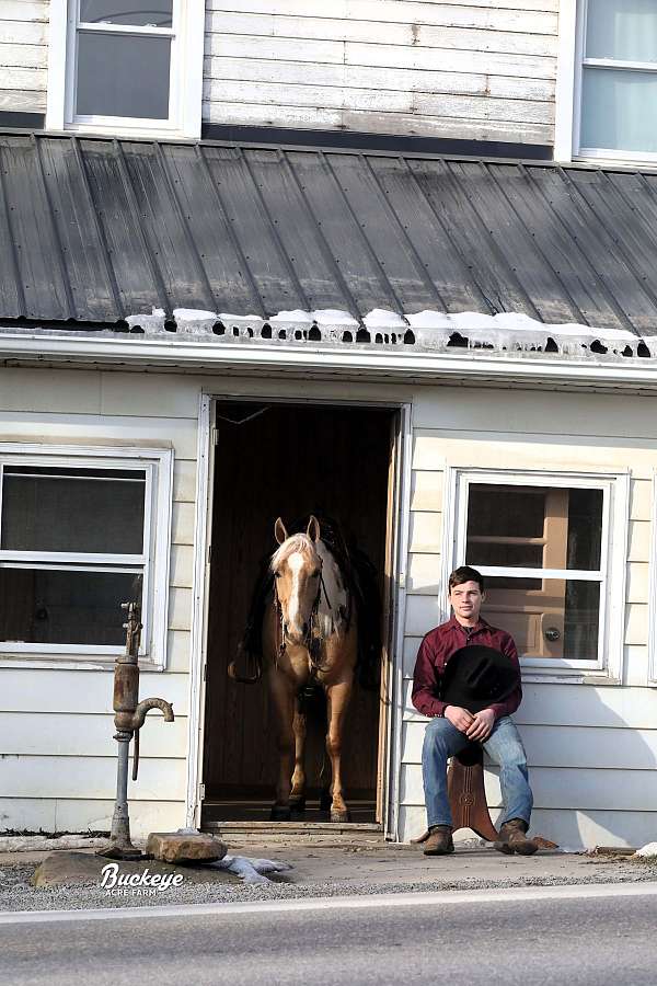 ranch-versatility-quarter-pony