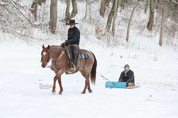 athletic-quarter-horse