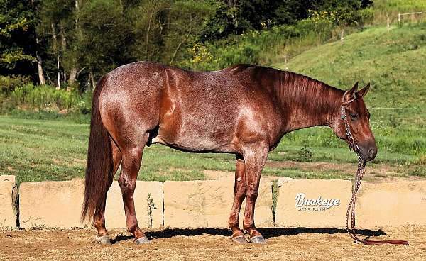 red-roan-white-horse