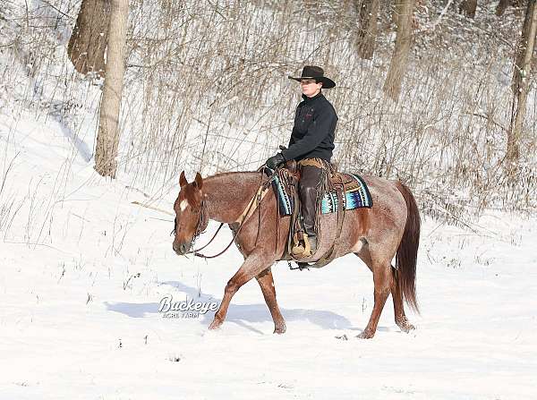 flashy-quarter-horse