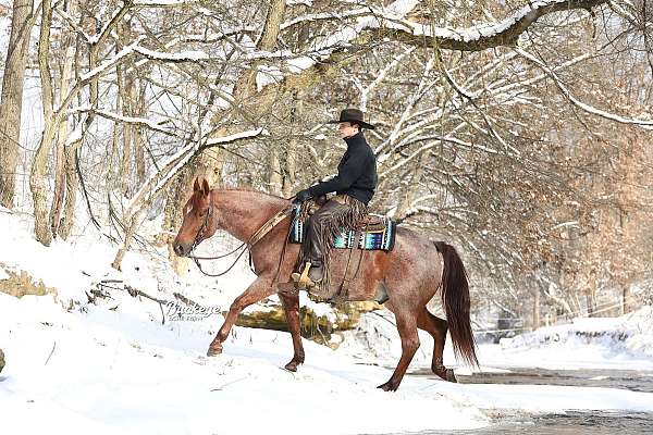 husband-safe-quarter-horse