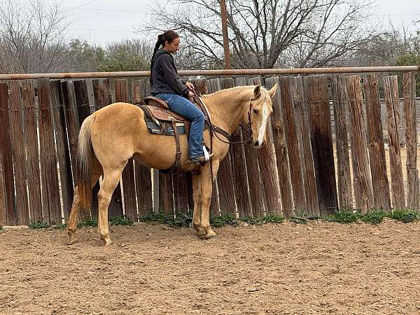 gentle-palomino-quarter-pony