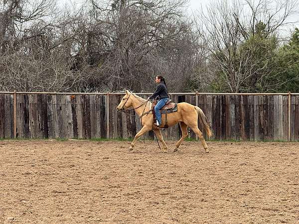 palomino-mare-quarter-pony