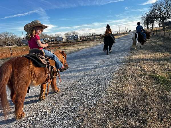 few-miniature-pony