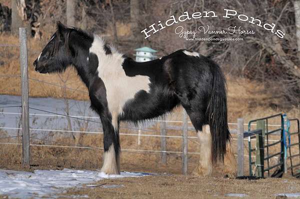 piebald-champion-halter-horse