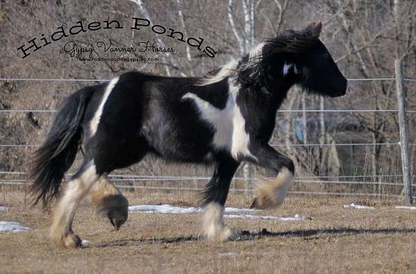 piebald-gvhs-filly-mare