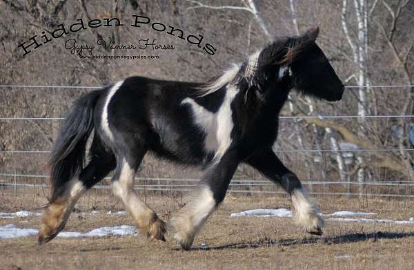 piebald-filly-mare-for-sale