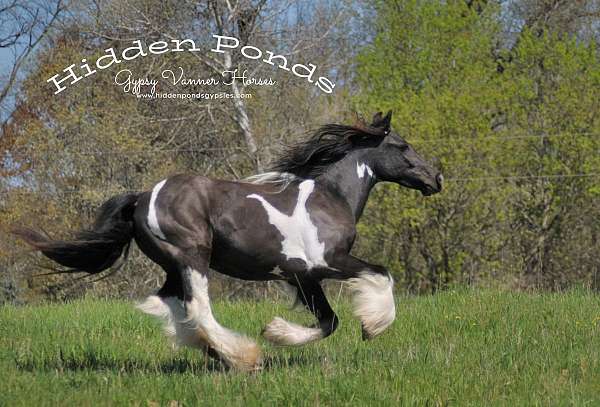 piebald-champion-halter-horse
