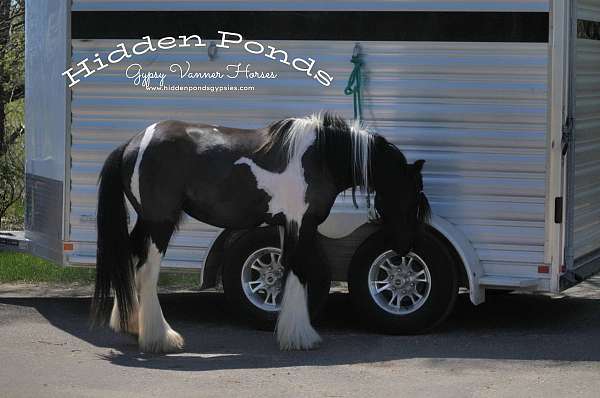 piebald-gvhs-filly-mare