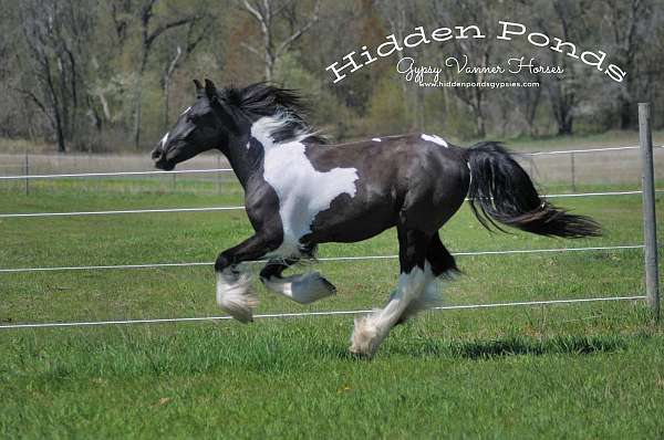 piebald-filly-mare-for-sale