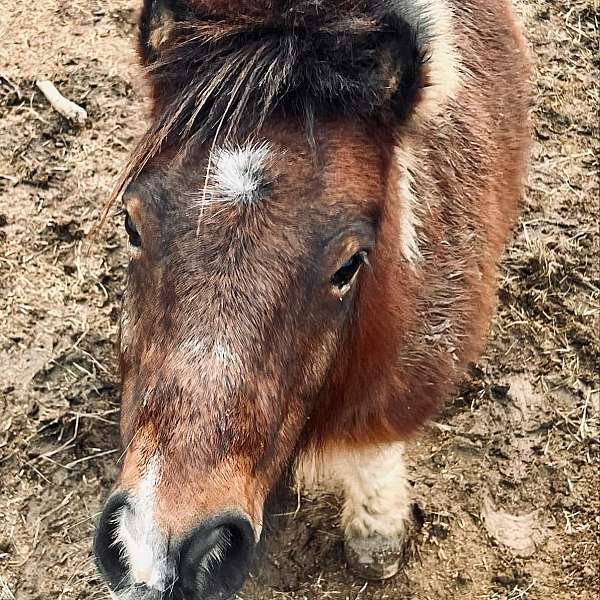 bay-overo-trail-pony