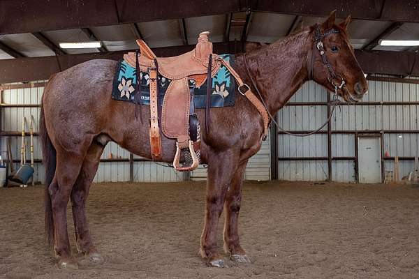 quarter-horse-gelding