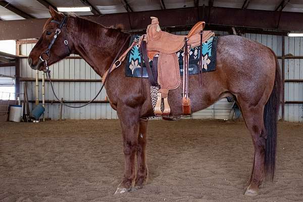 quarter-horse-for-sale