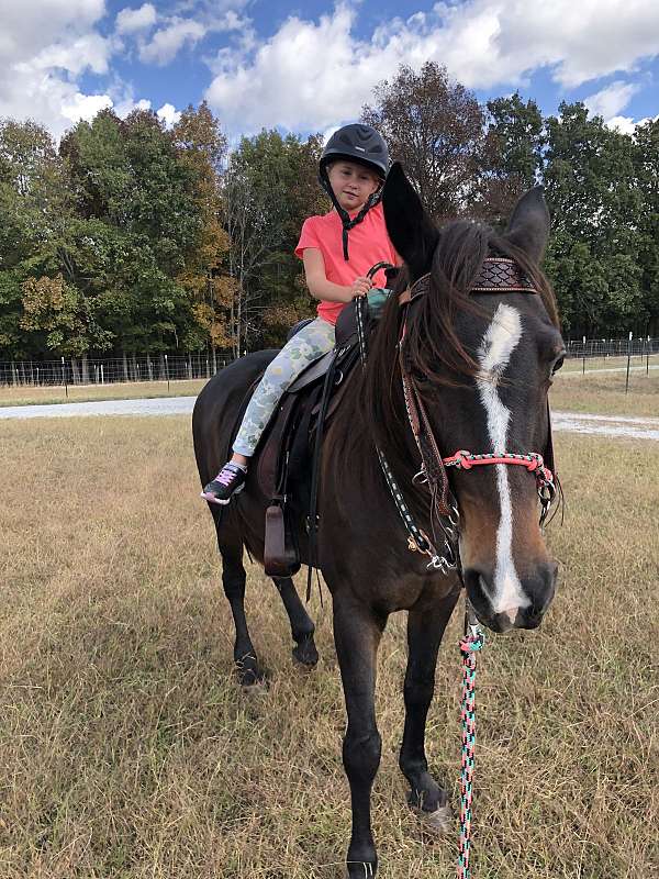 tennessee-walking-horse