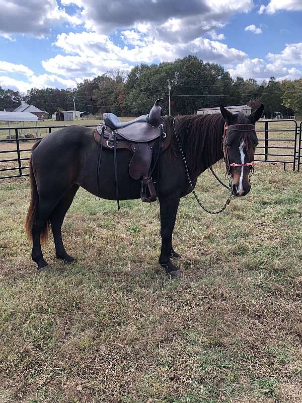 tennessee-walking-horse-for-sale