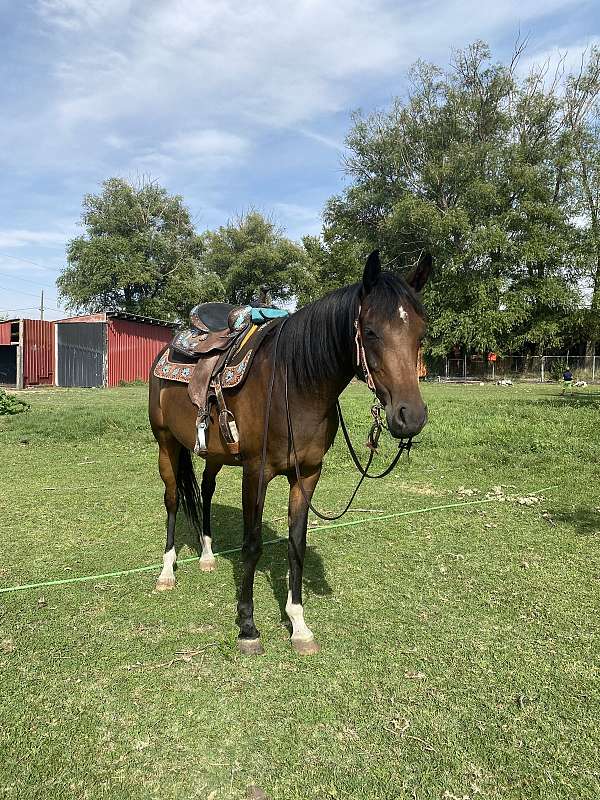 bay-hind-right-sock-horse