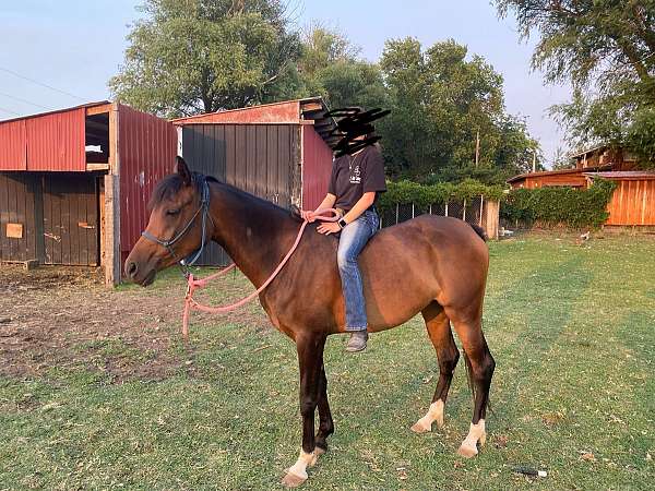 bay-hind-left-sock-horse