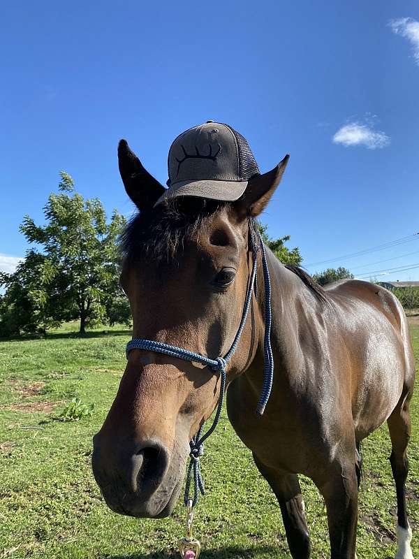 green-experienced-handlers-only-arabian-horse