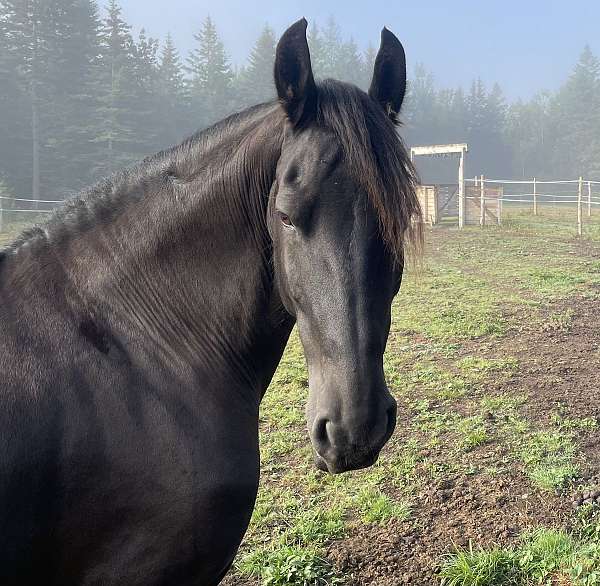 black-non-horse