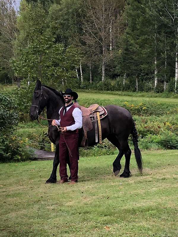 all-around-friesian-horse