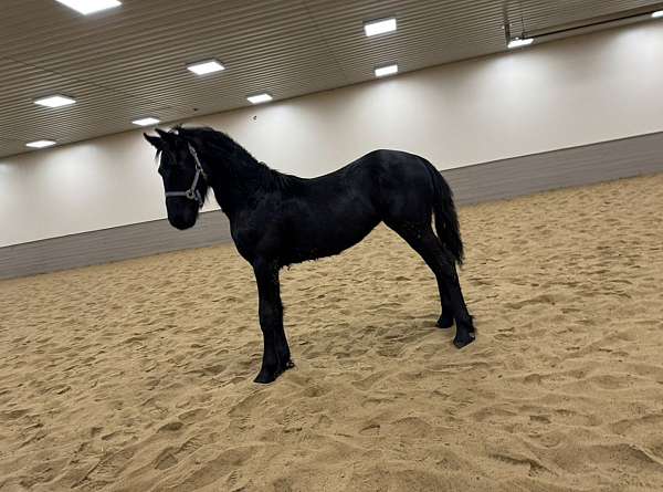 long-legged-friesian-horse