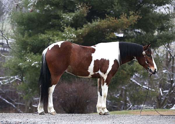 tobiano-white-horse