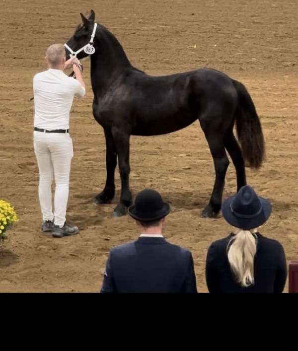 long-line-friesian-horse